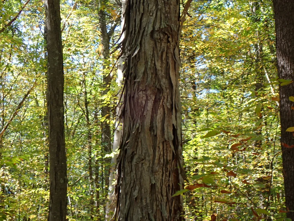 Carya Ovata