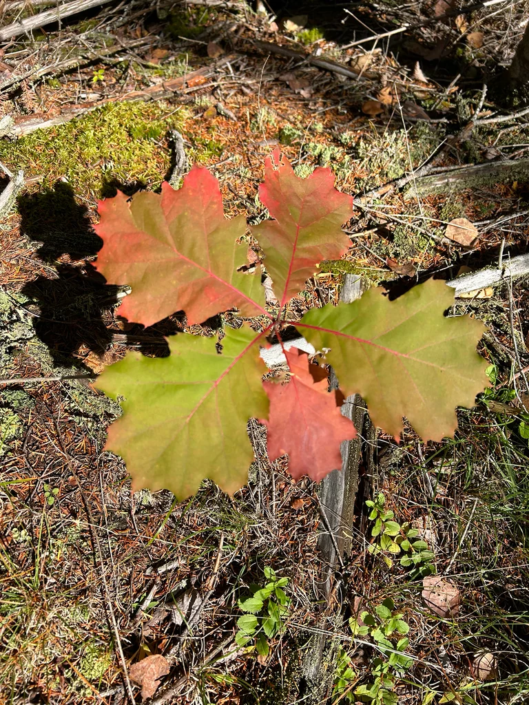 Quercus Rubra
