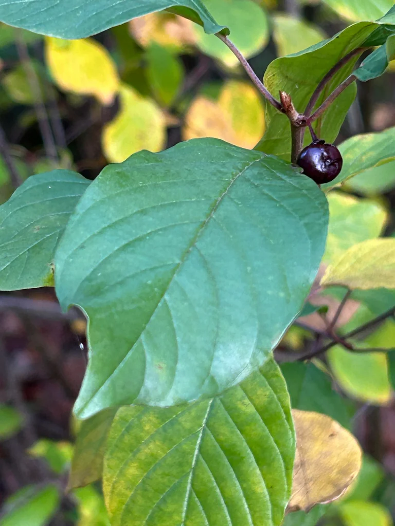 Rhamnus frangula
