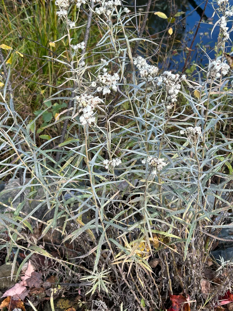 Anaphalis Margaritacea