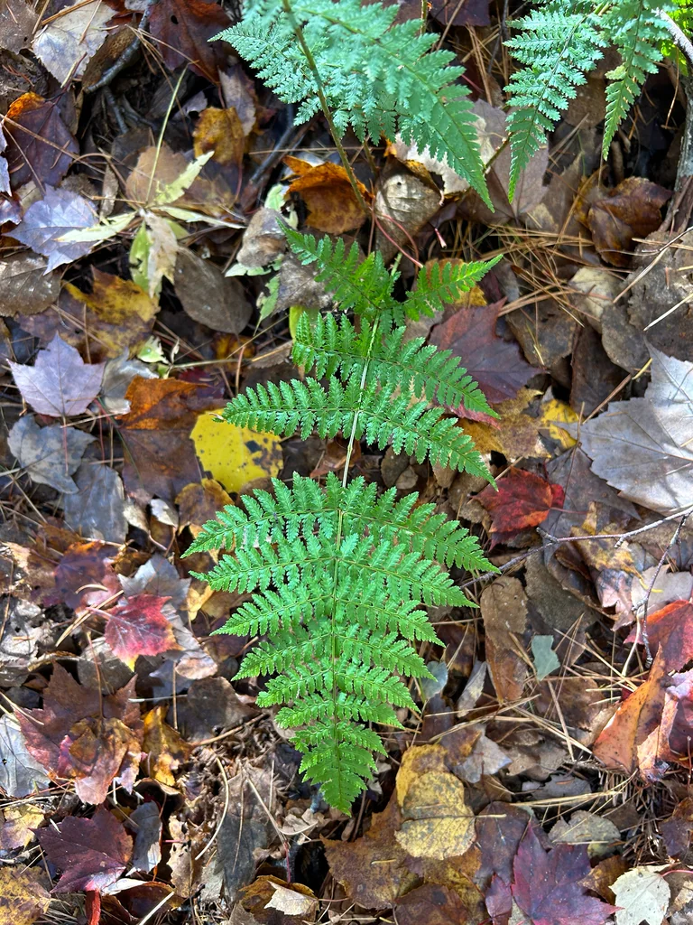 Dryopteris Intermedia