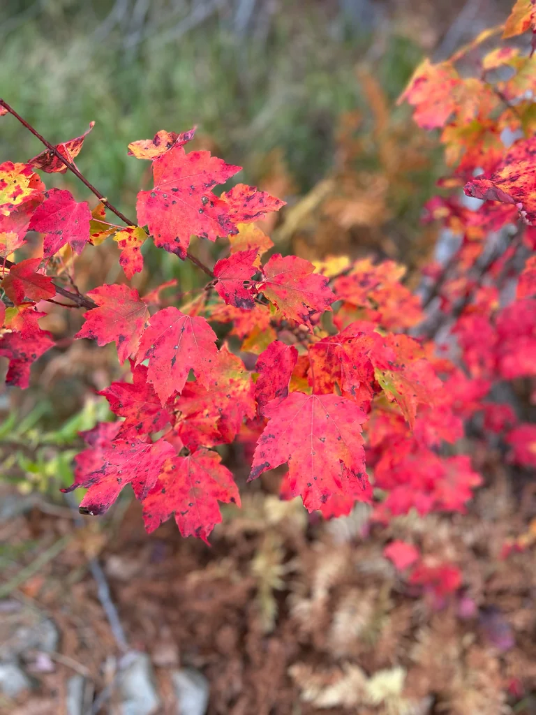Acer Rubrum