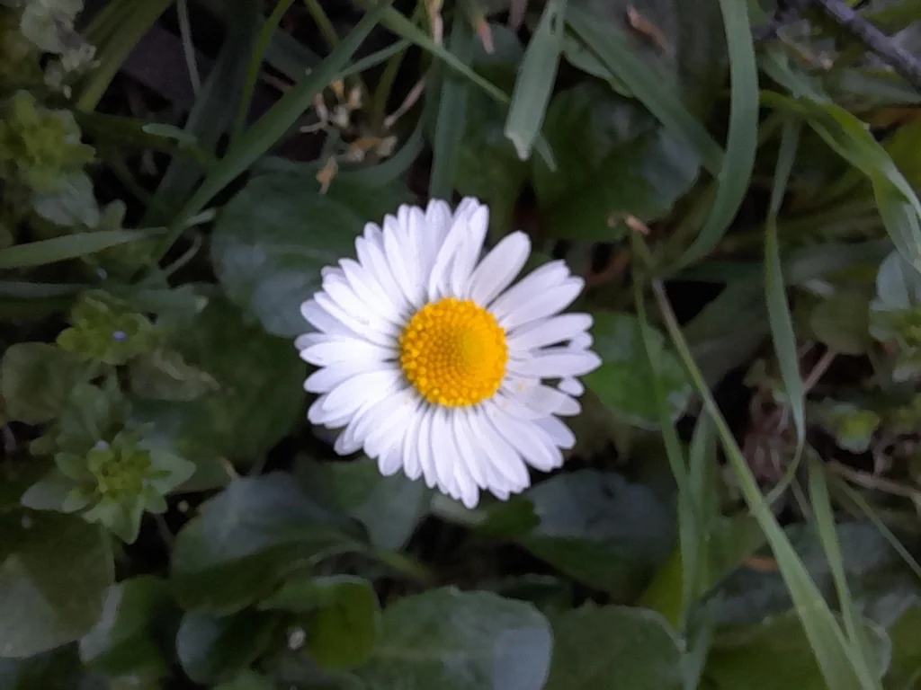 Bellis Perennis