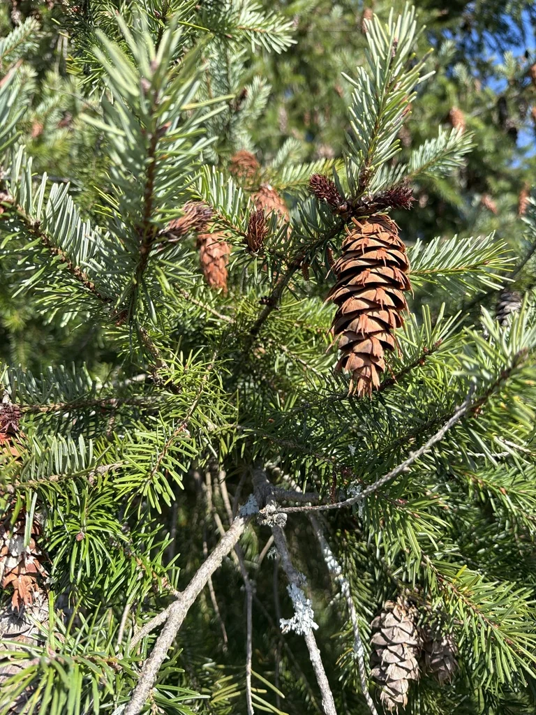 Pseudotsuga Menziesii