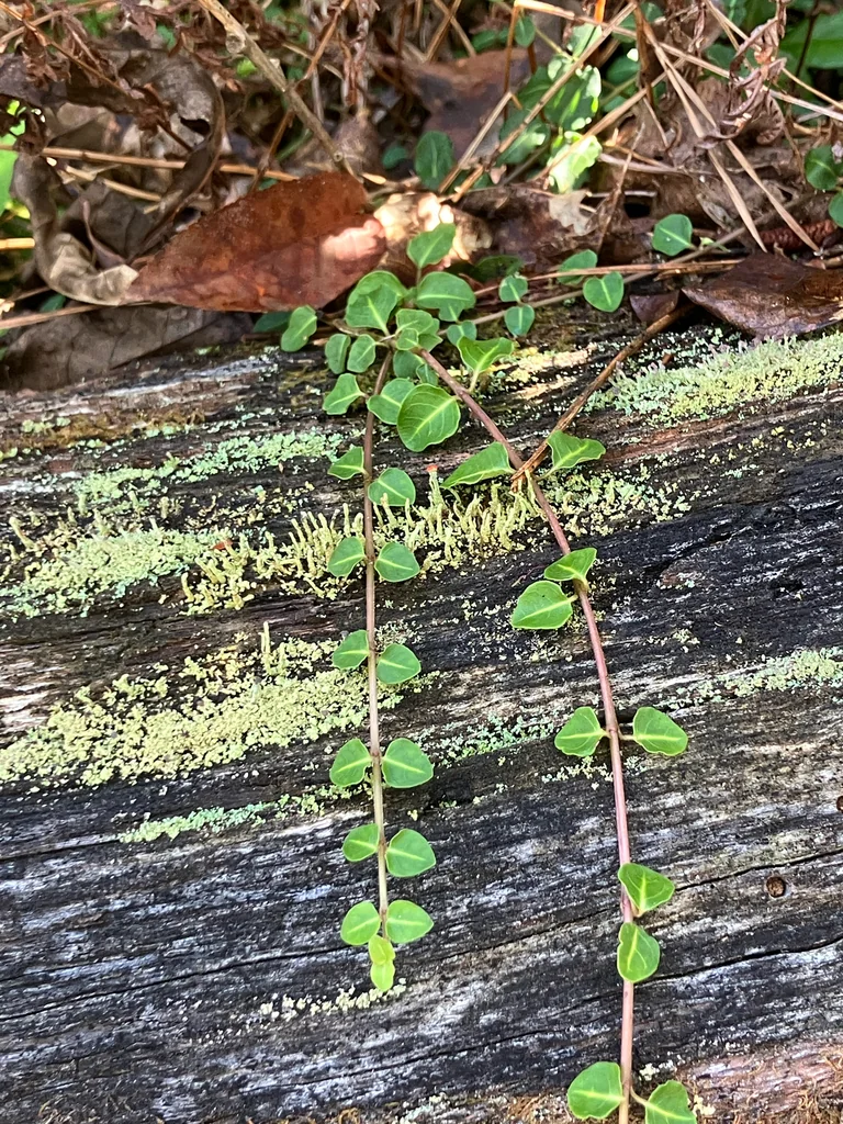 Mitchella Repens