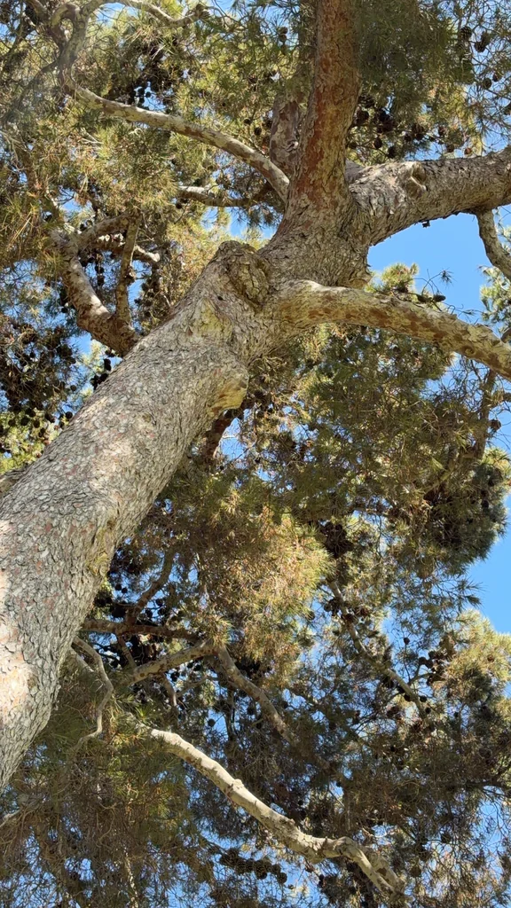 Pinus Halepensis