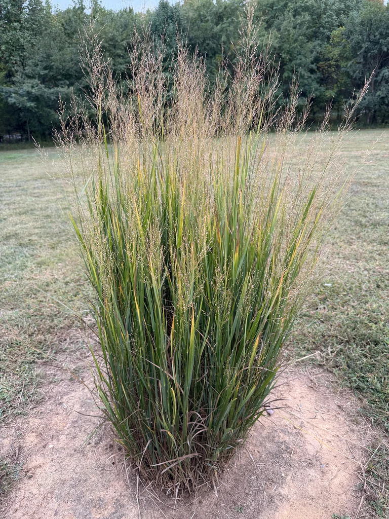 Panicum virgatum