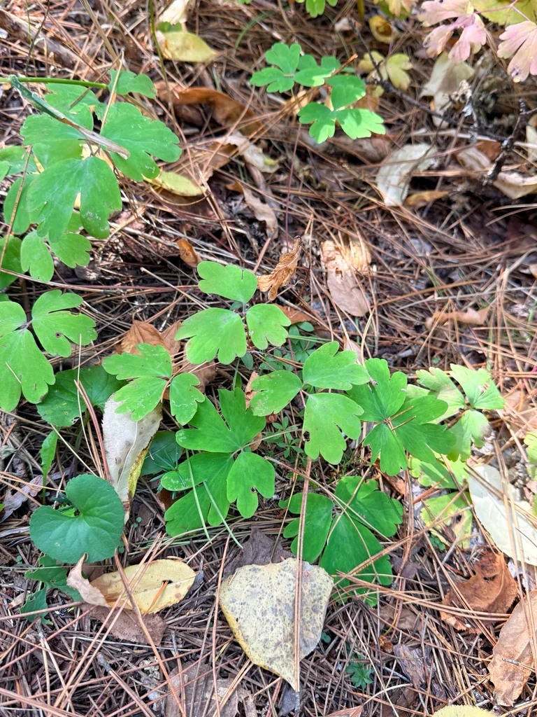 Aquilegia Canadensis