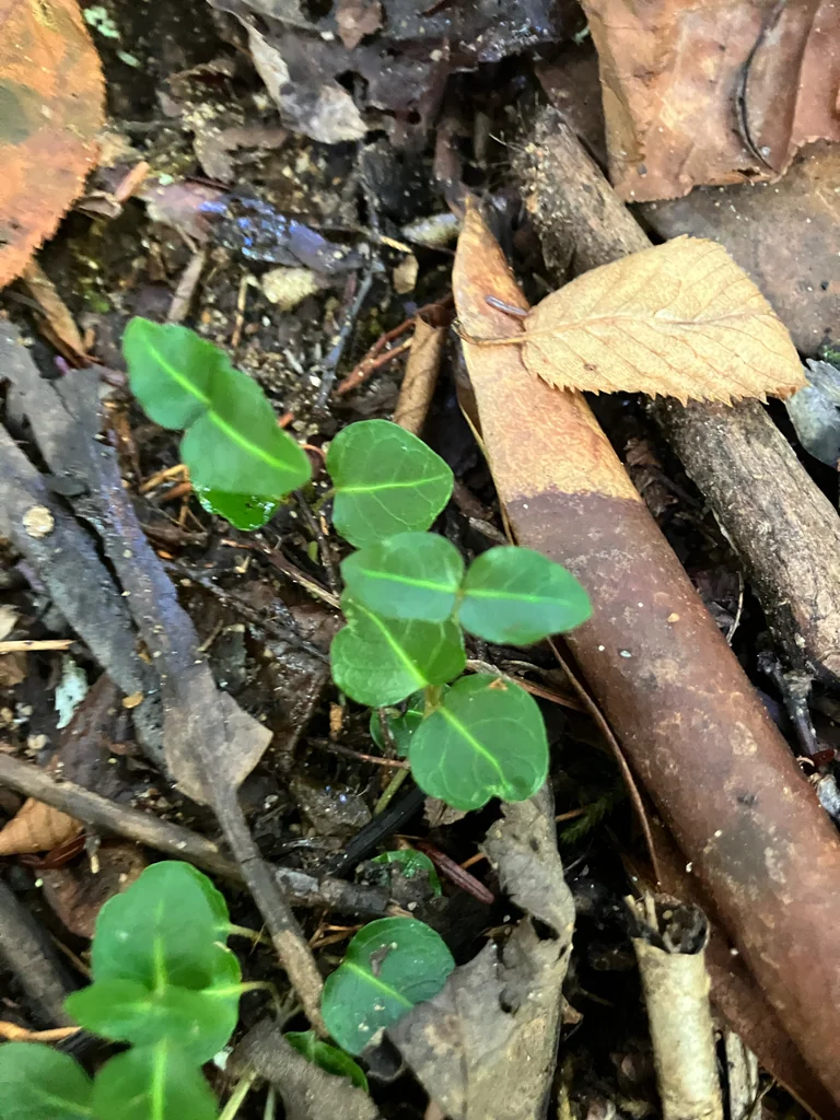 Mitchella Repens