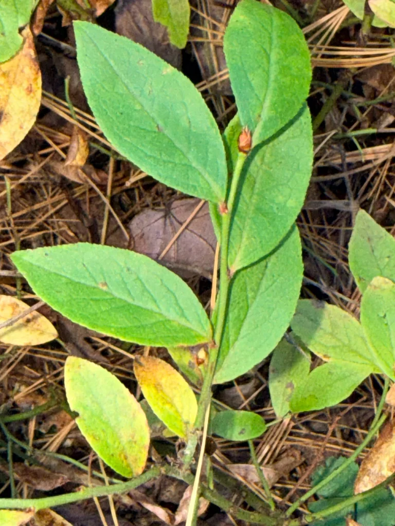 Vaccinium Angustifolium