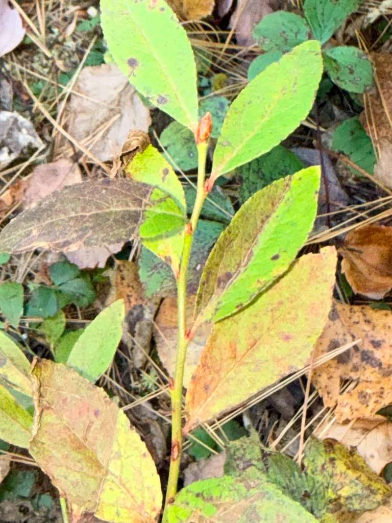 Vaccinium Angustifolium