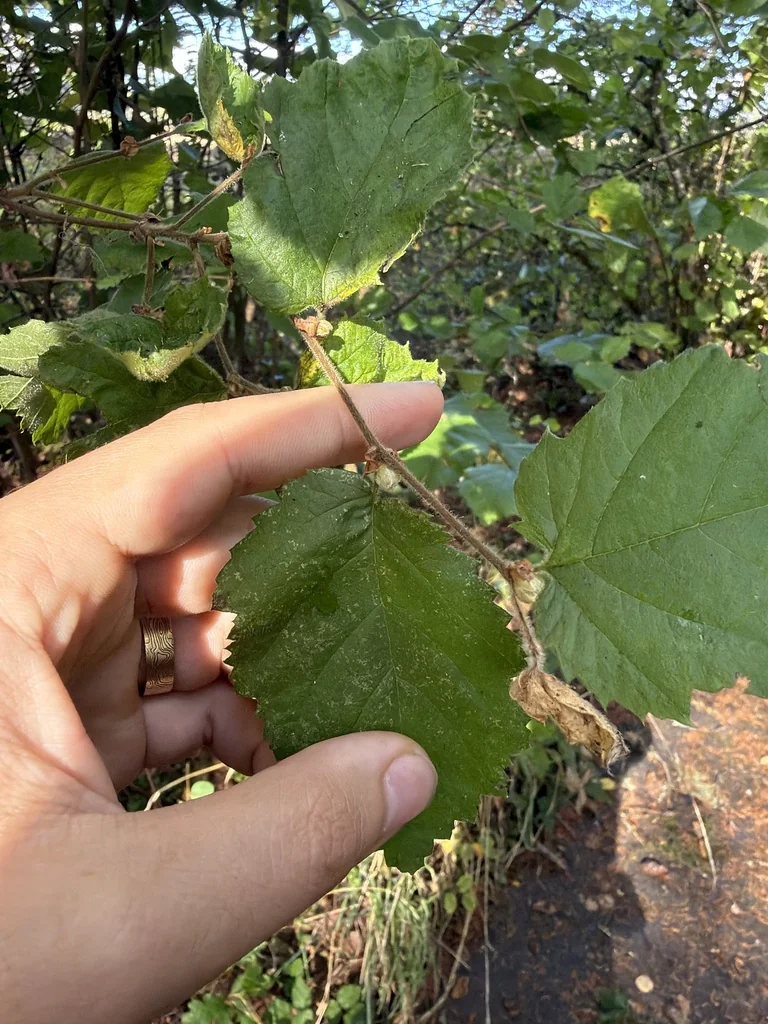 Corylus Cornuta