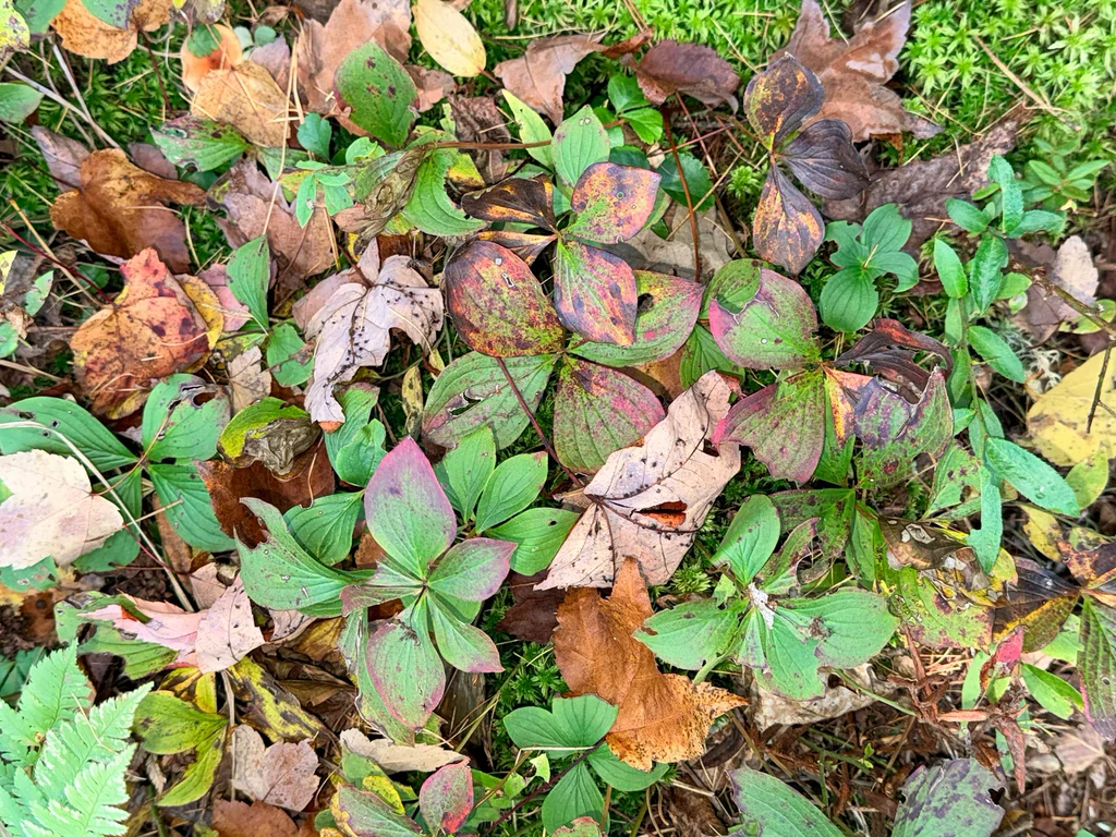 Cornus Canadensis