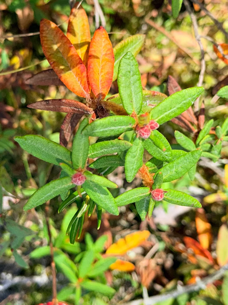 Rhododendron Groenlandicum