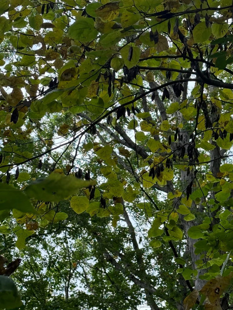 Cercis Canadensis