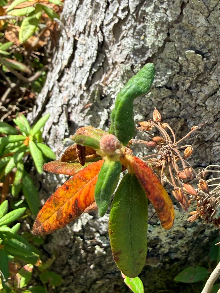 Rhododendron Groenlandicum