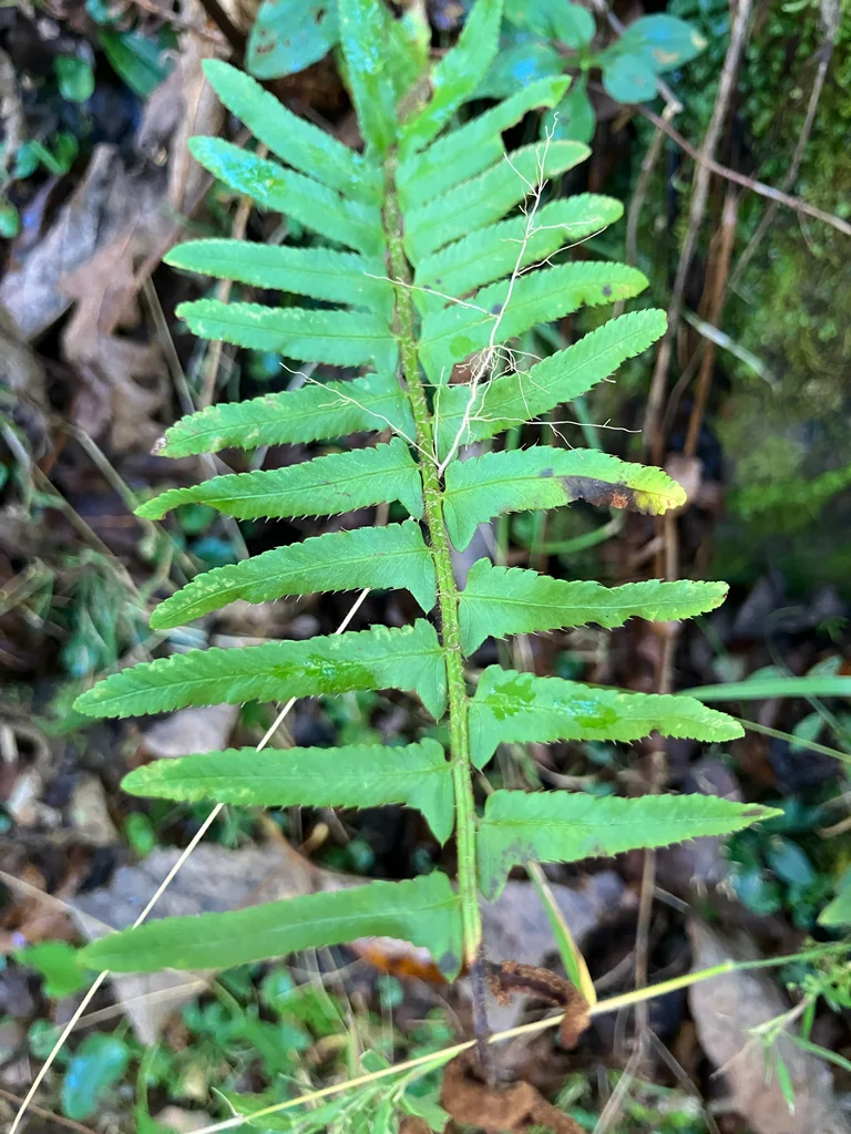 Polystichum Acrostichoides