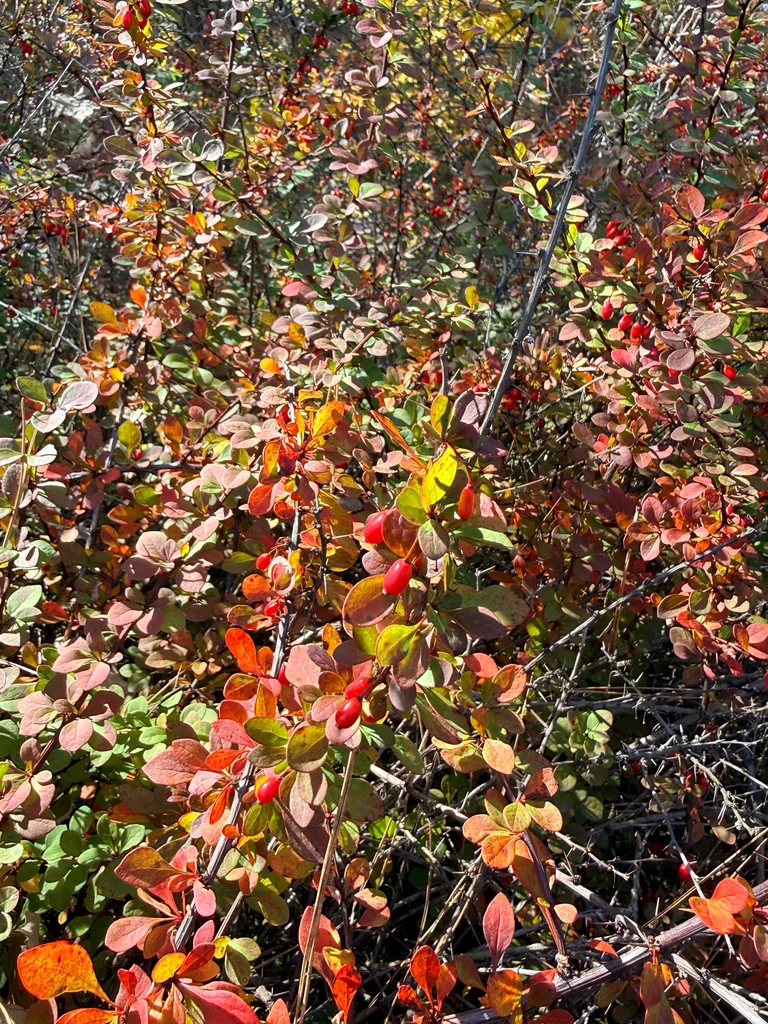 Berberis Thunbergii