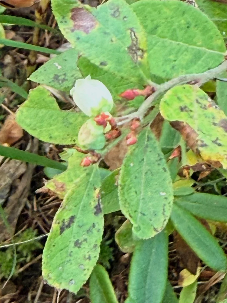 Vaccinium Angustifolium