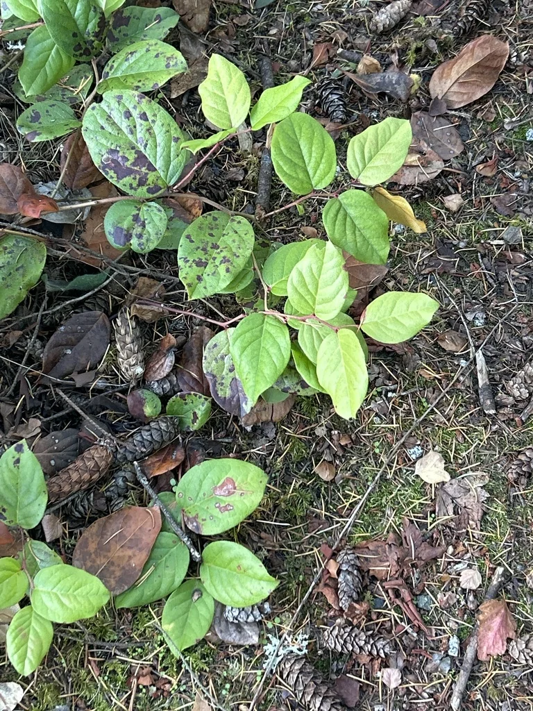 Gaultheria Shallon