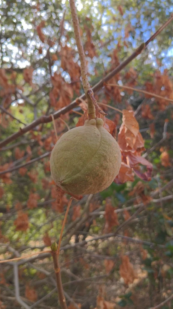 Aesculus Californica