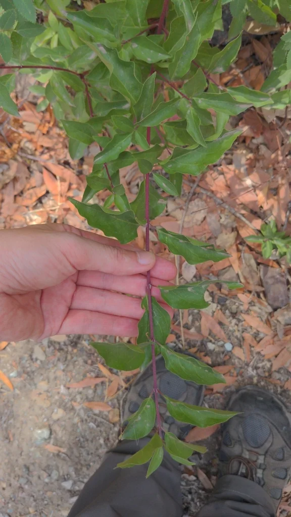 Cornus Glabrata