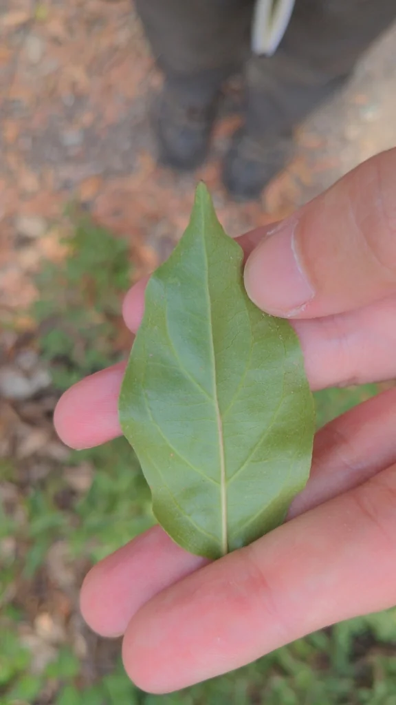 Cornus Glabrata