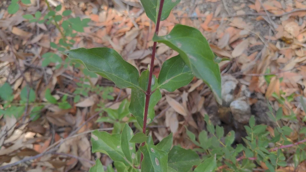 Cornus Glabrata
