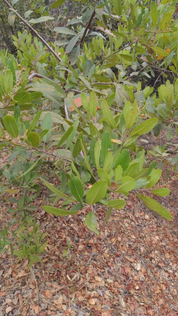 Heteromeles Arbutifolia