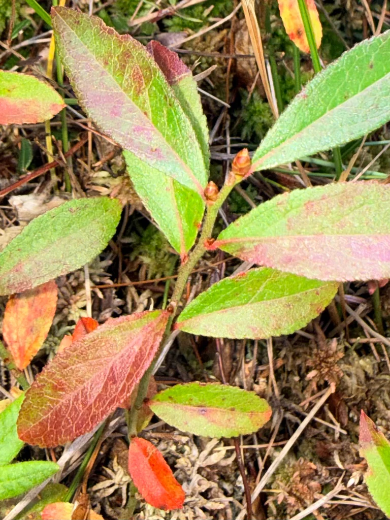 Vaccinium Angustifolium