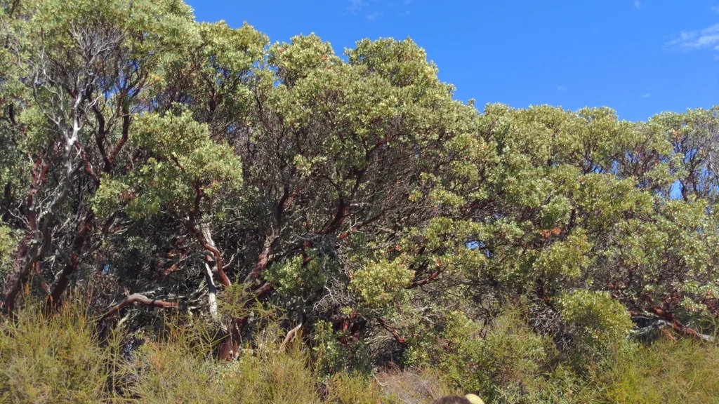 Arctostaphylos Glauca