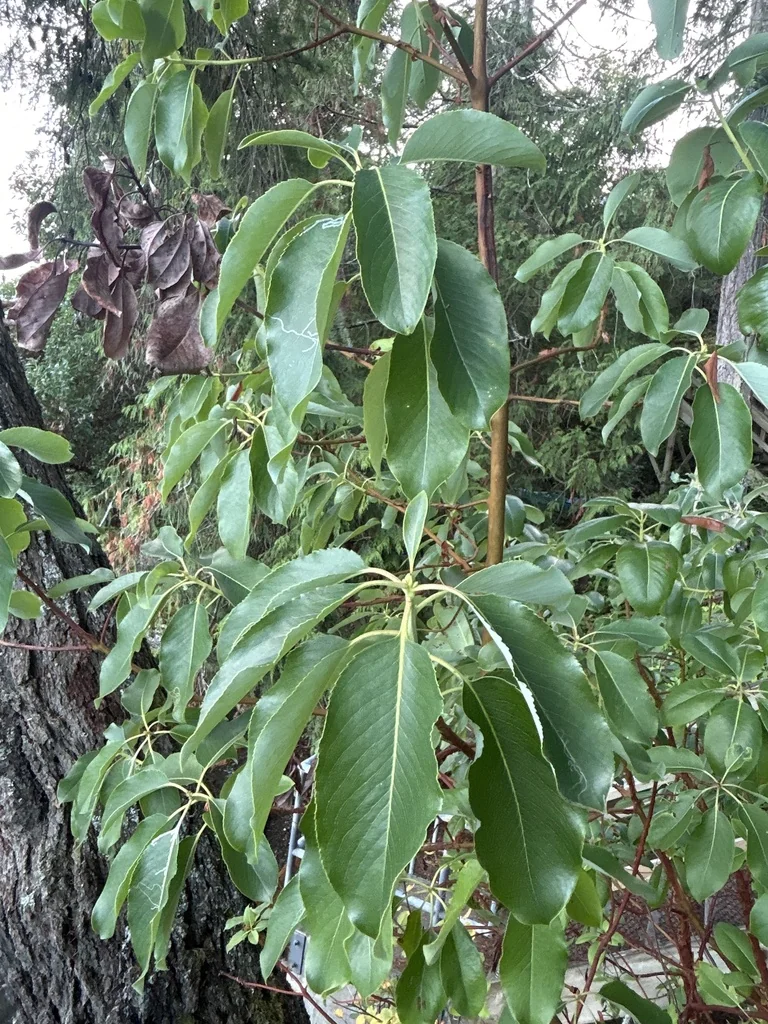 Arbutus Menziesii