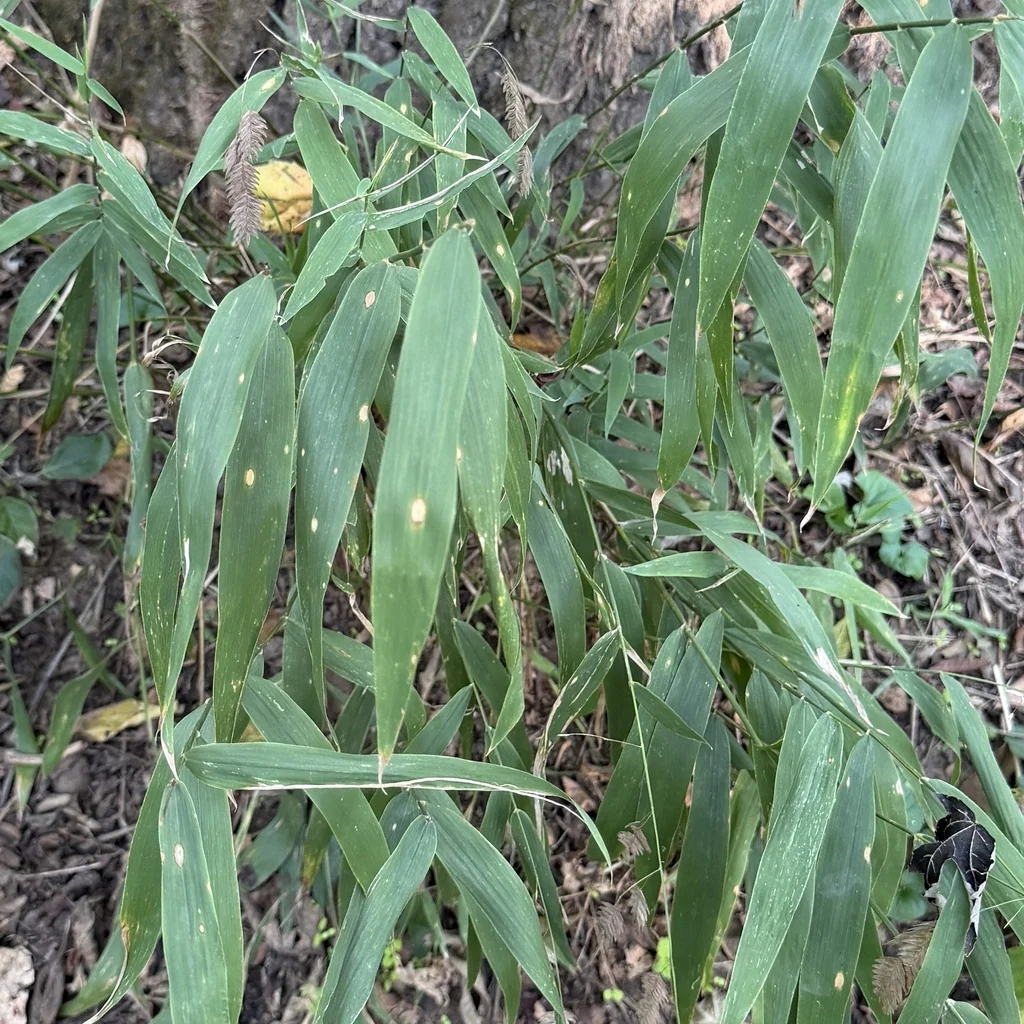 Chasmanthium Latifolium