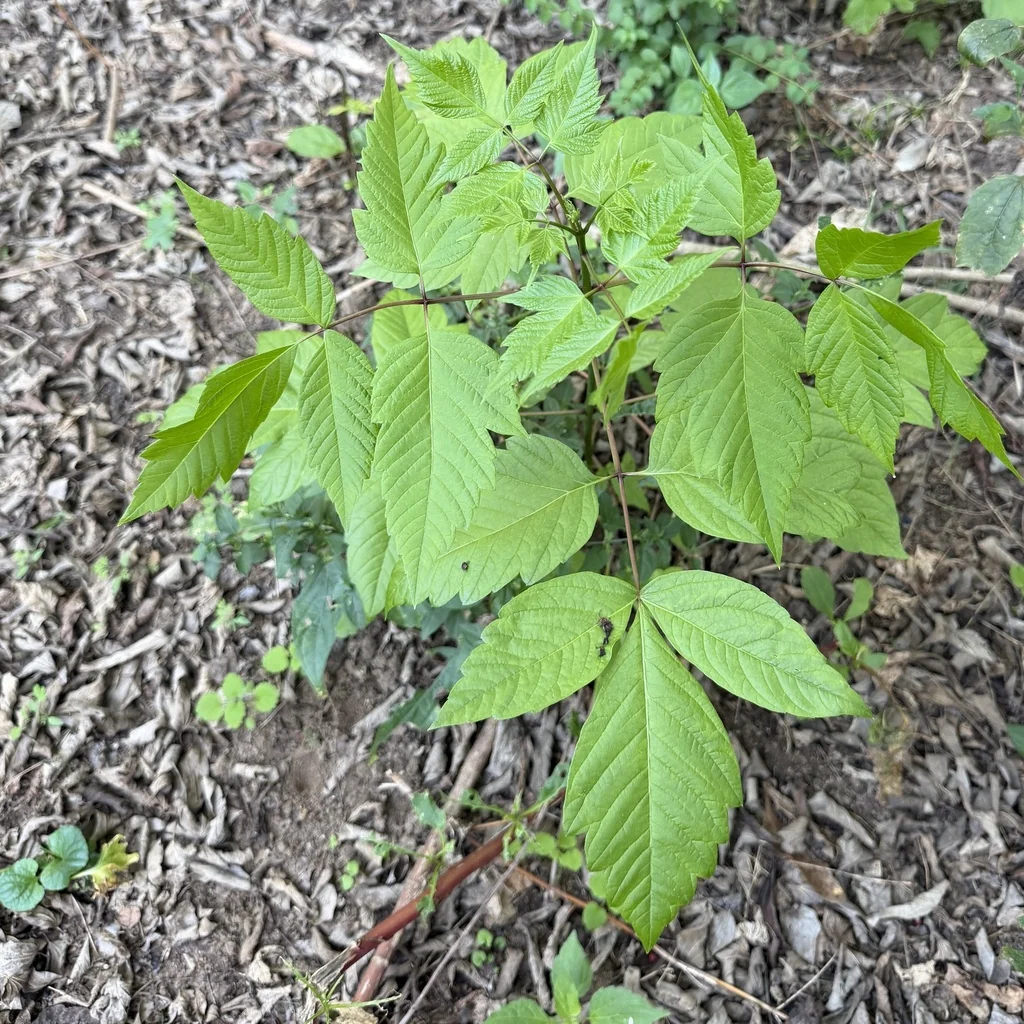 Acer Negundo