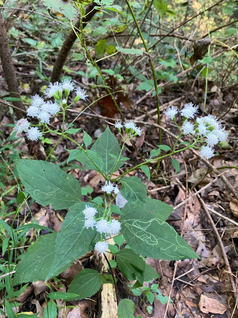 Ageratina Altissima