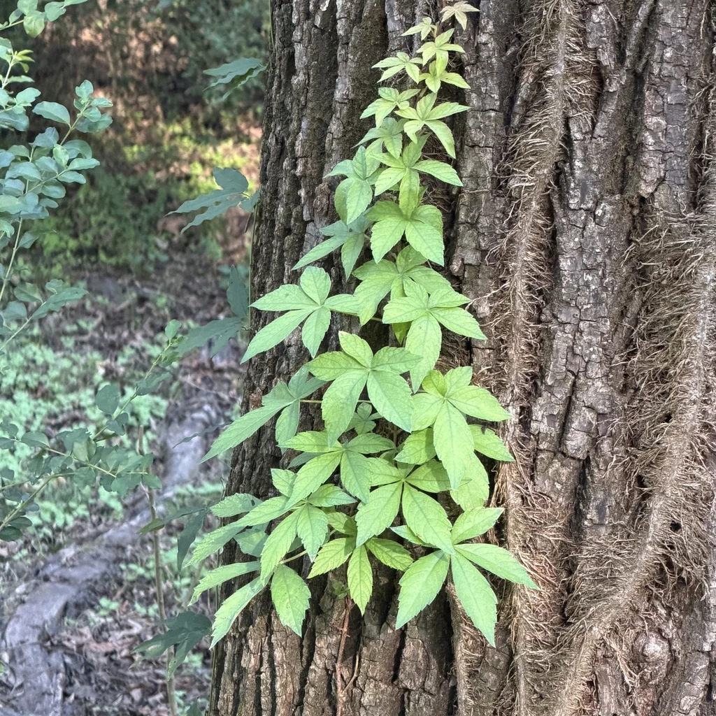 Parthenocissus Quinquefolia