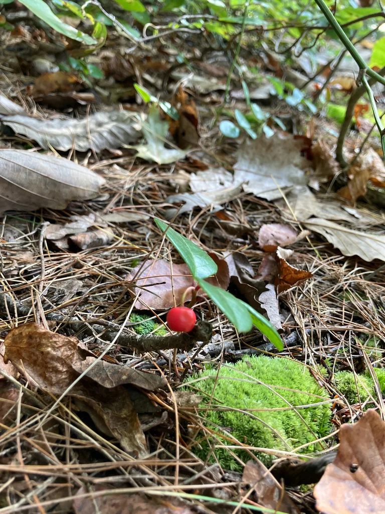 Gaultheria Procumbens