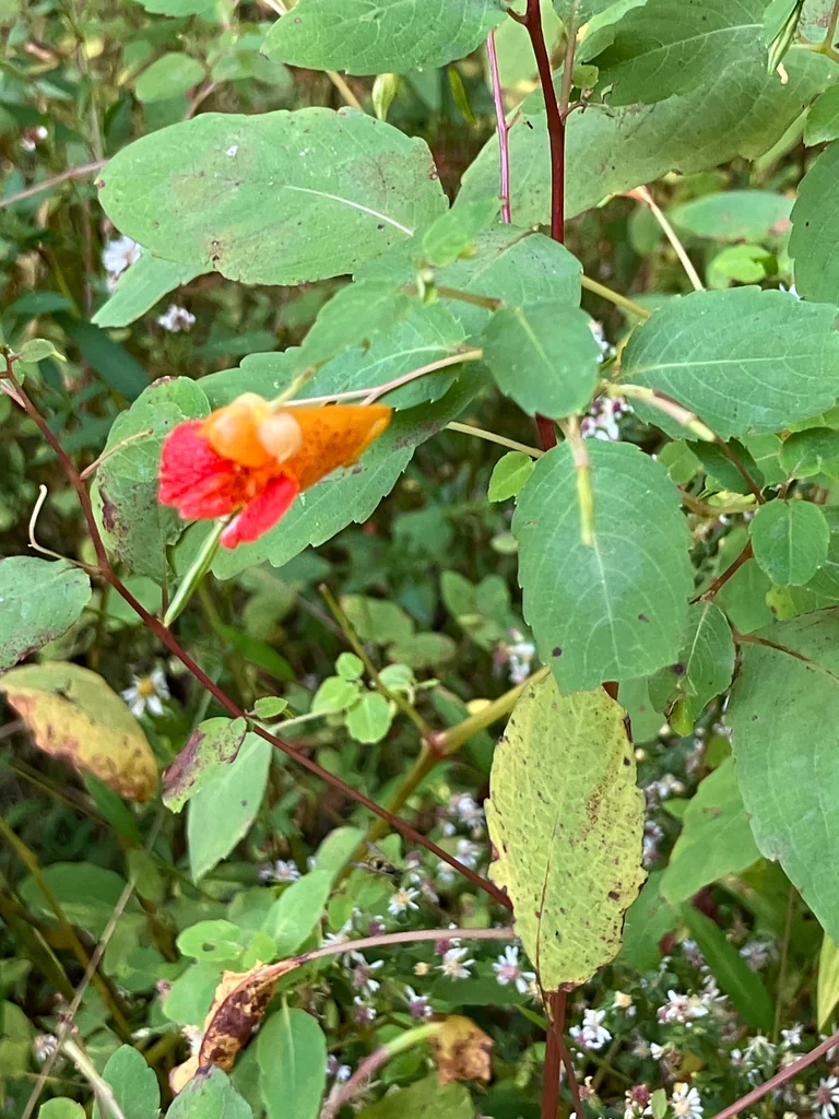 Impatiens Capensis