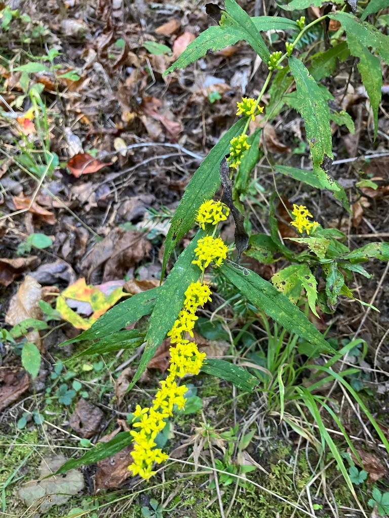Solidago Caesia