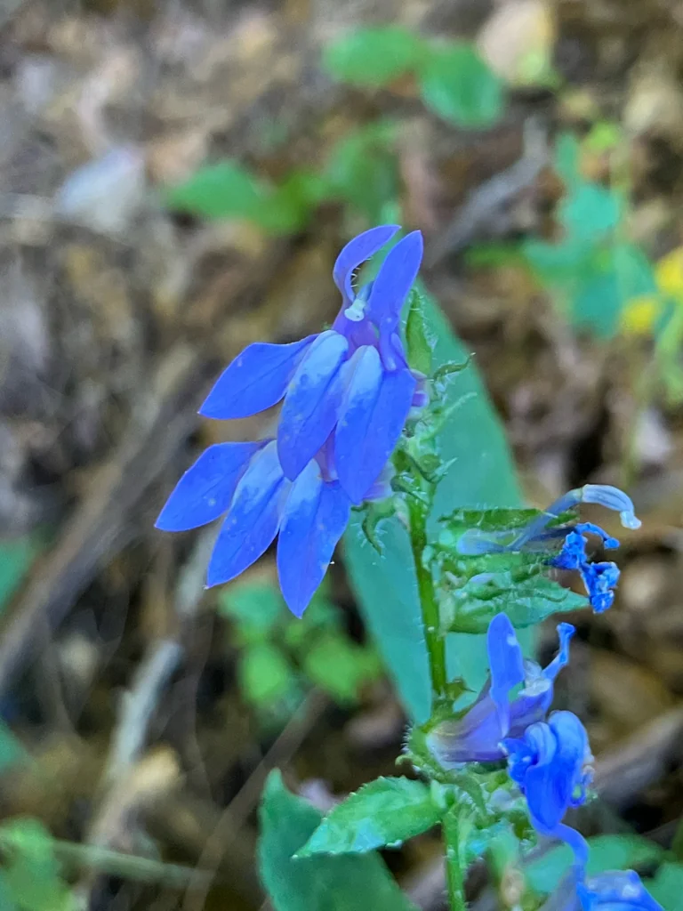 Lobelia Siphilitica