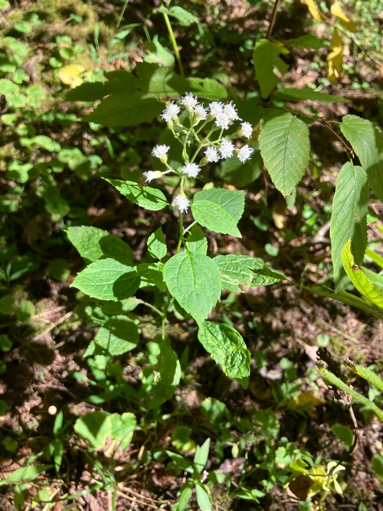 Ageratina Altissima