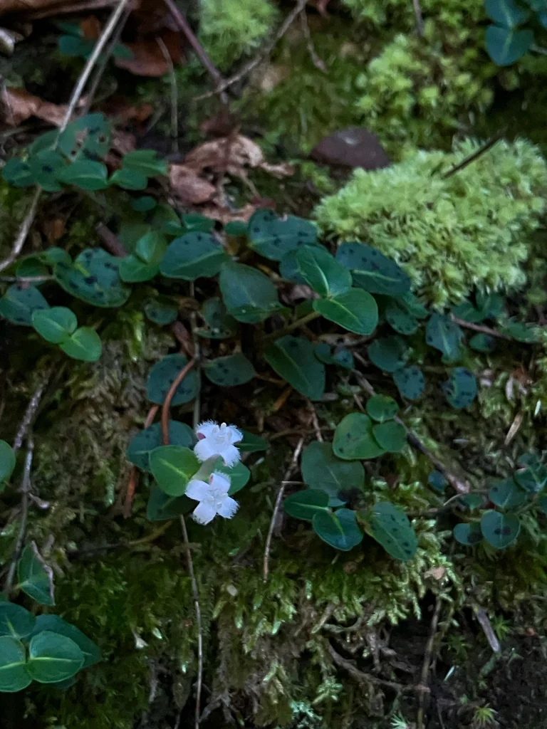 Mitchella Repens