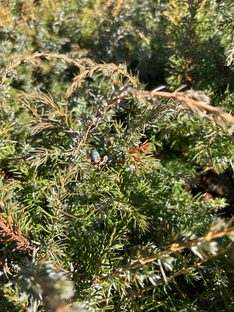 Juniperus Communis