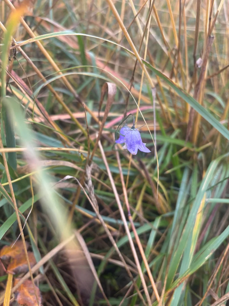 Campanula Rotundifolia