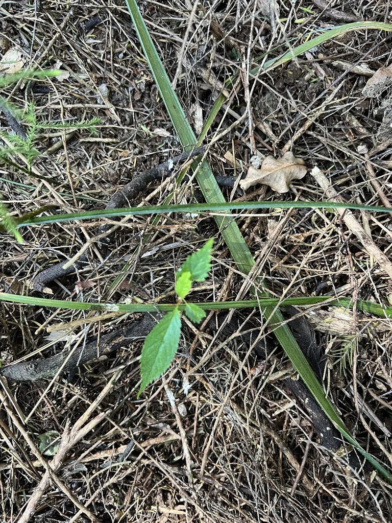 Prunus Serrulata