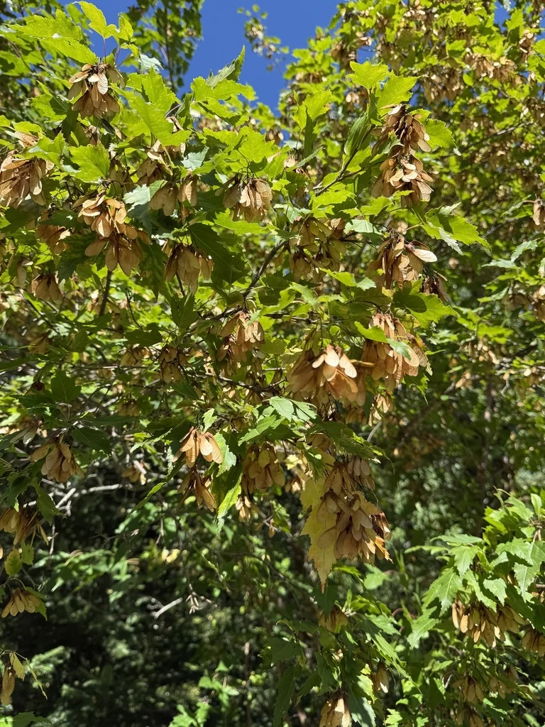 Acer Ginnala