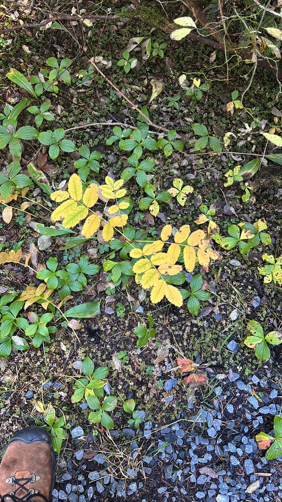 Sorbus Sitchensis