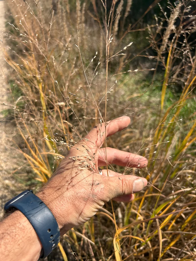 Panicum virgatum