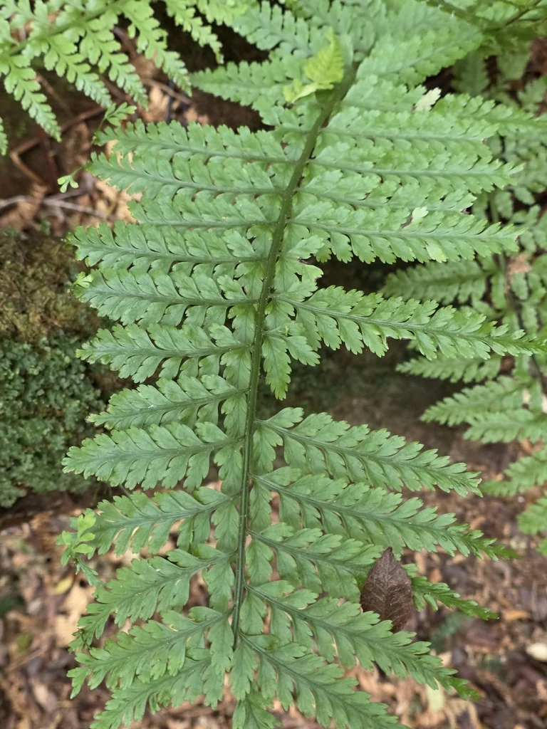 Asplenium Bulbiferum