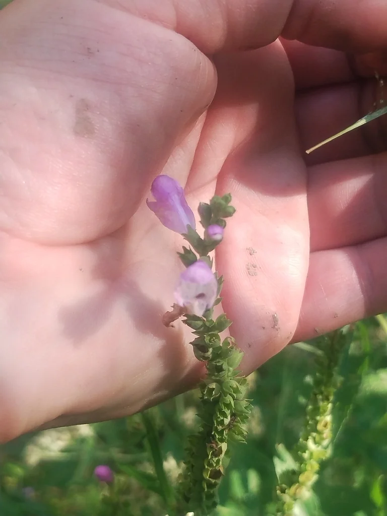 Physostegia Virginiana